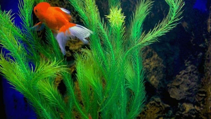 大發花鳥魚市場的聯系方式是什么？（北京大發花鳥魚市場的聯系方式旨在提供關于大發花鳥魚市場的聯系信息） 大發花鳥魚市場的聯系方式是什么？（北京大發花鳥魚市場的聯系方式旨在提供關于大發花鳥魚市場的聯系信息） 龍魚百科 第5張