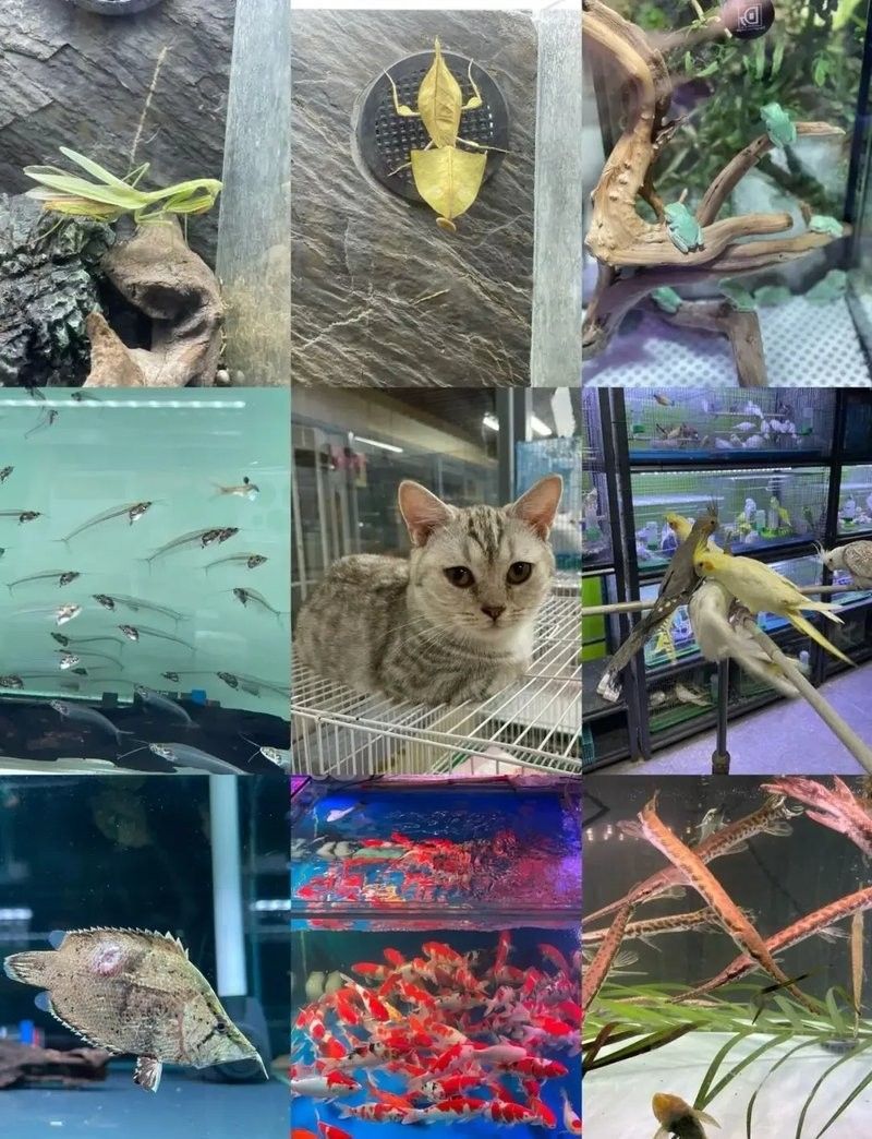 大發花鳥魚市場的聯系方式是什么？（北京大發花鳥魚市場的聯系方式旨在提供關于大發花鳥魚市場的聯系信息） 大發花鳥魚市場的聯系方式是什么？（北京大發花鳥魚市場的聯系方式旨在提供關于大發花鳥魚市場的聯系信息） 龍魚百科 第4張