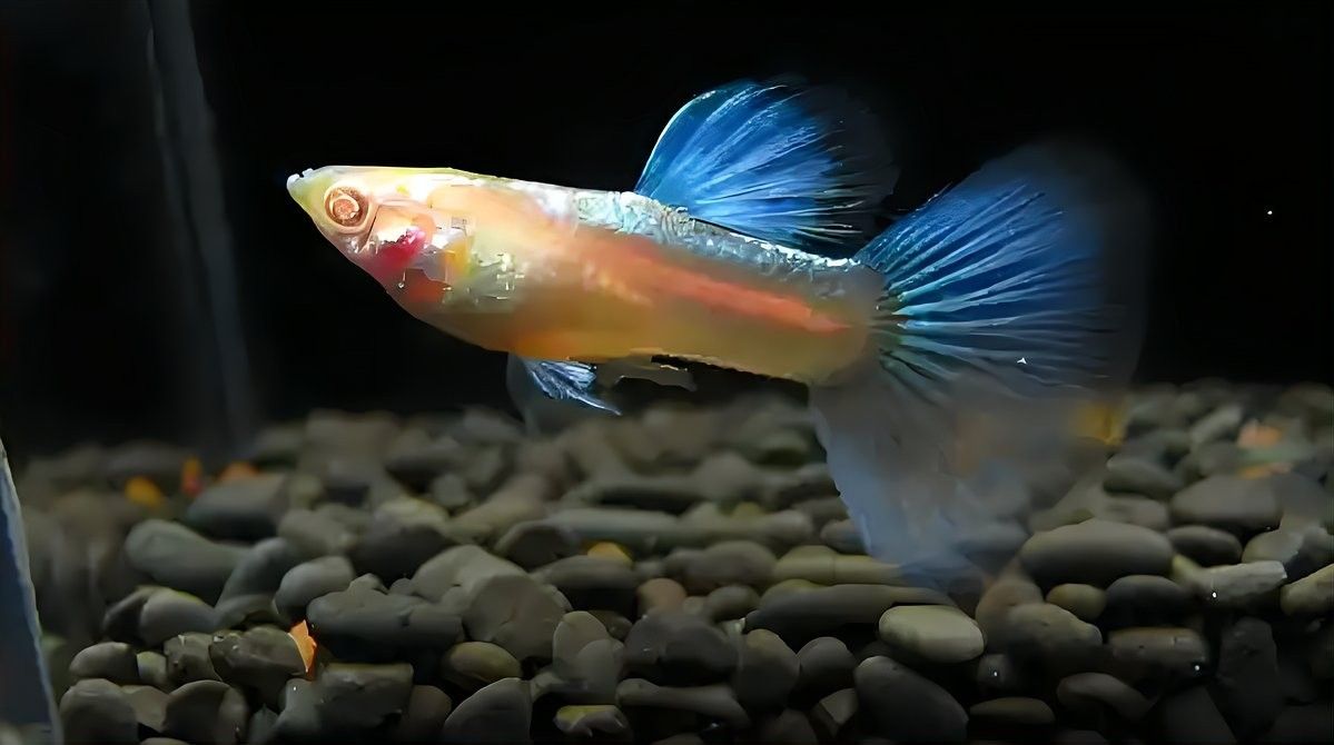 金龍魚幼苗換食后多久喂一次