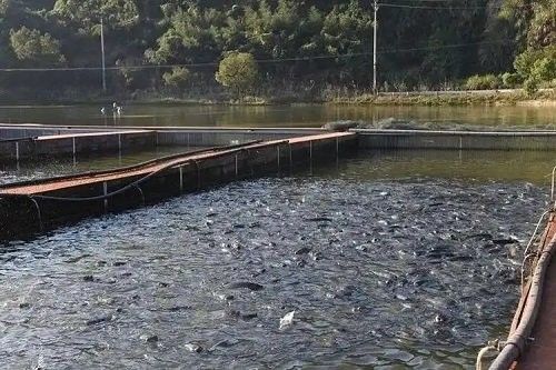 金龍魚幼苗換食后多久喂一次
