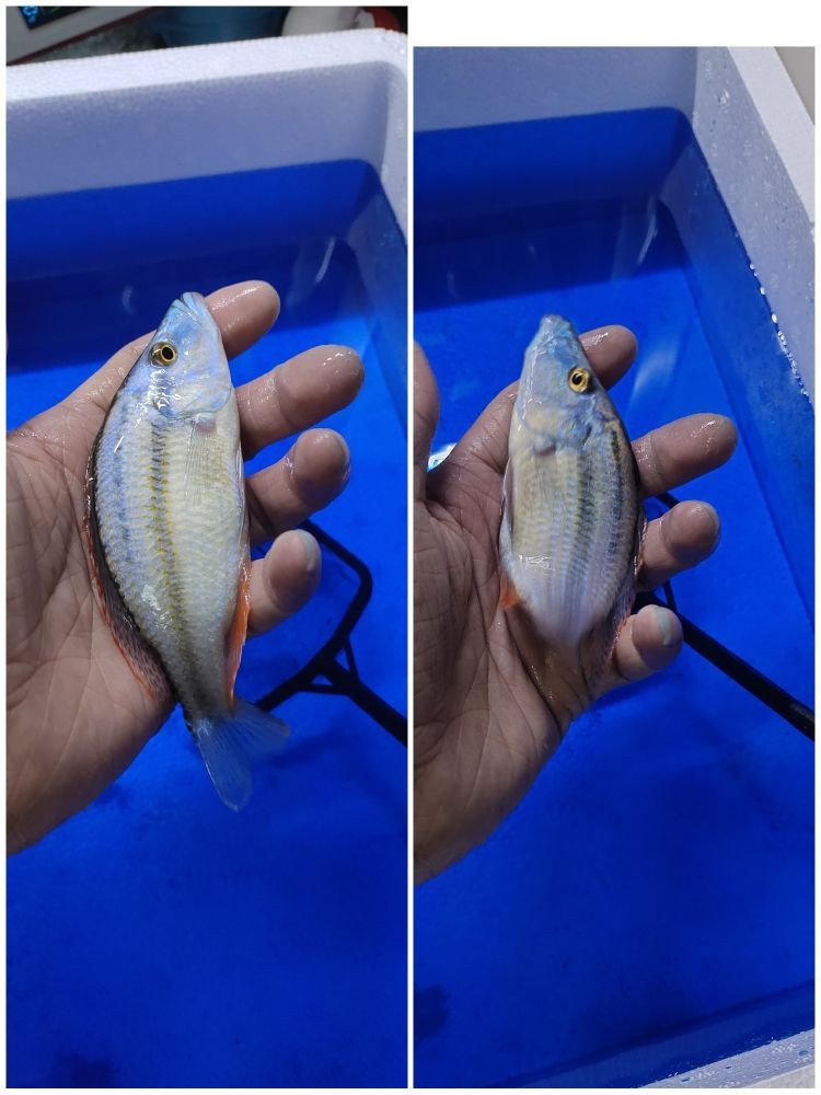 六角龍魚怎么養才好看(六角龍魚怎么養才好看視頻)