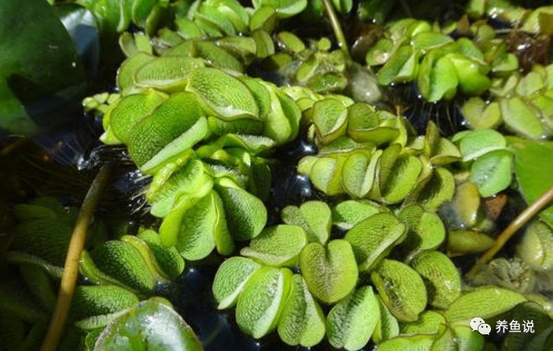 哪些水草適合與曼龍魚混養(yǎng) 哪些水草適合與曼龍魚混養(yǎng) 龍魚百科 第4張