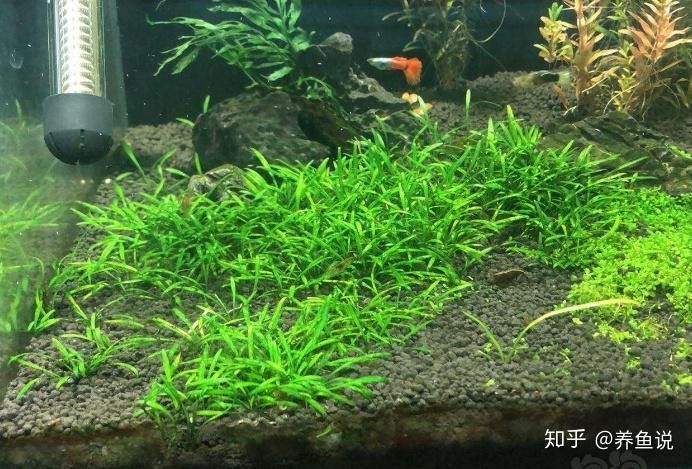 哪些水草適合與曼龍魚混養(yǎng) 哪些水草適合與曼龍魚混養(yǎng) 龍魚百科 第5張