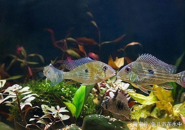 哪些水草適合與曼龍魚混養(yǎng) 哪些水草適合與曼龍魚混養(yǎng) 龍魚百科 第3張