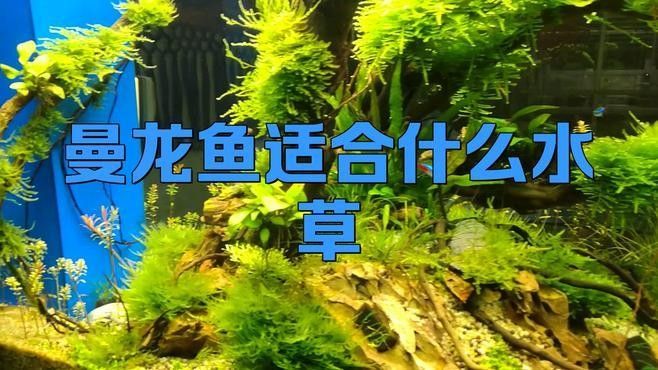 哪些水草適合與曼龍魚混養(yǎng) 哪些水草適合與曼龍魚混養(yǎng) 龍魚百科 第1張