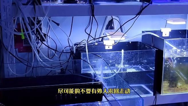 繁殖缸中擺件的最佳位置