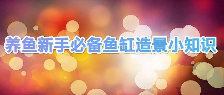 繁殖缸中擺件的最佳位置