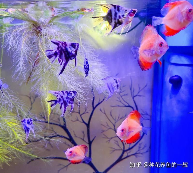 繁殖缸中擺件的最佳位置