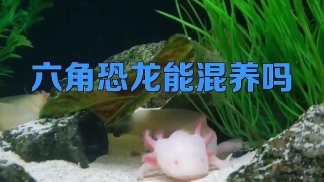 六角龍魚混養需要哪些隔離物（六角恐龍魚混養全攻略星隨月落人間20250626）