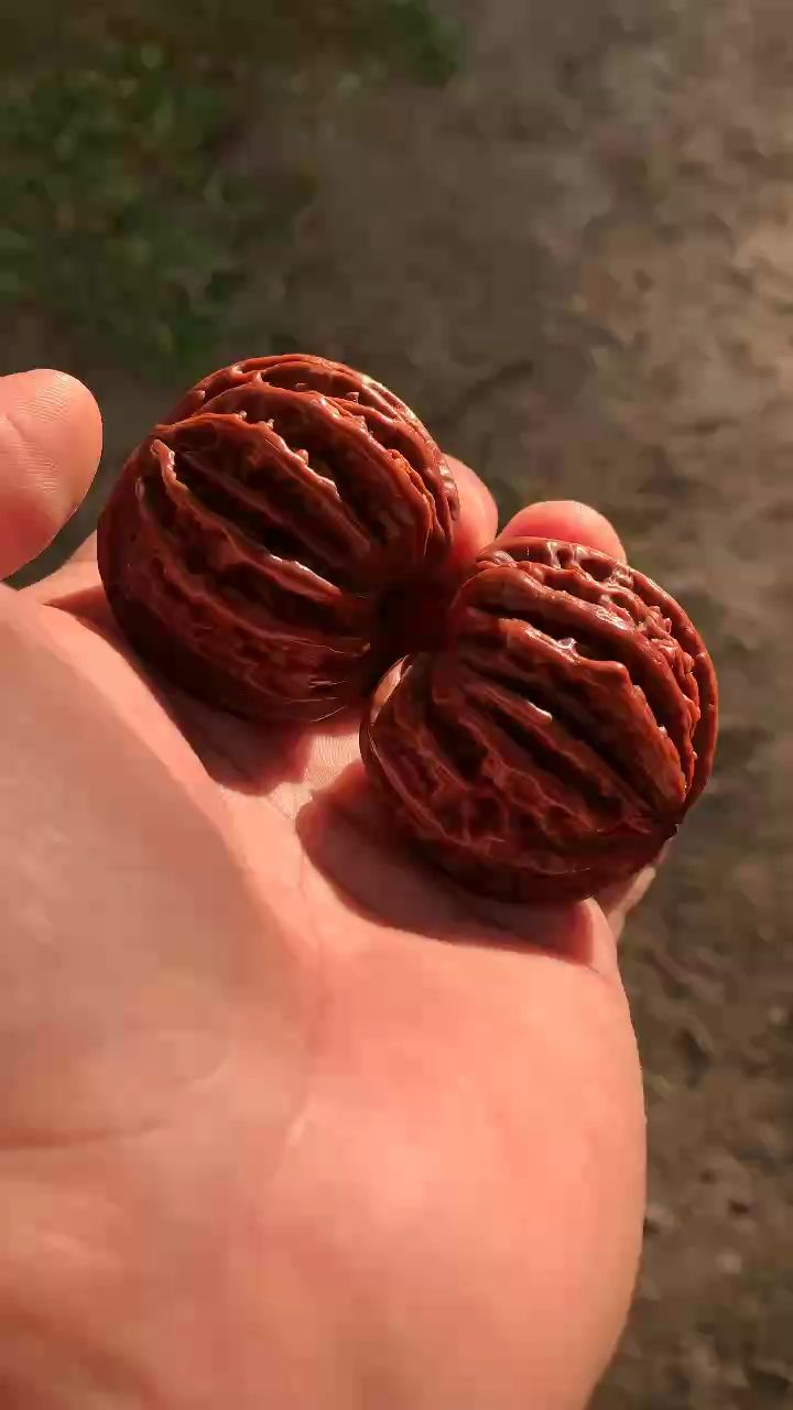 老秋子的魅力