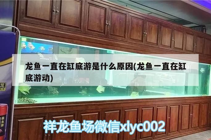 龍魚一直在缸底游是什么原因(龍魚一直在缸底游動)