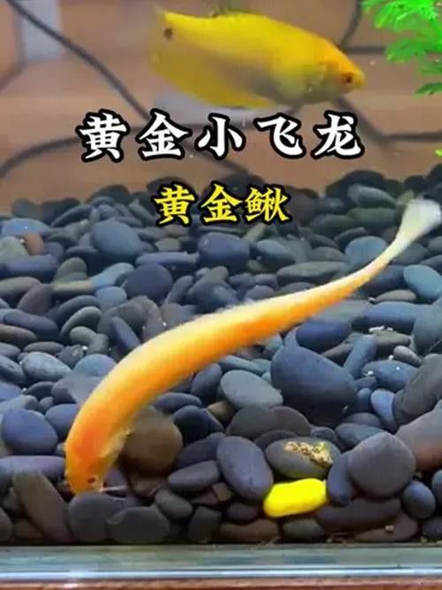 黃龍魚混養需要哪些躲避物？