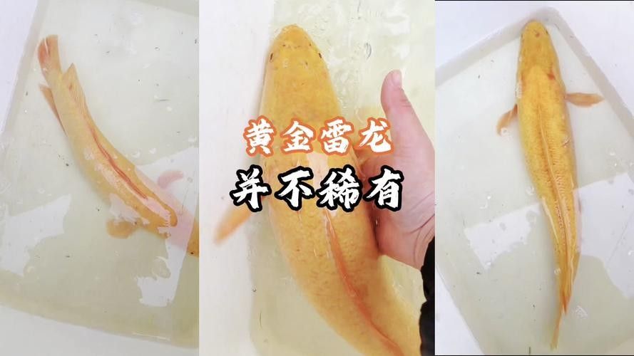 黃龍魚混養需要哪些躲避物？
