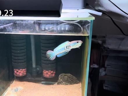 彩虹雷龍魚發色需要多長時間？（彩虹雷龍魚發色的全面養護指南）