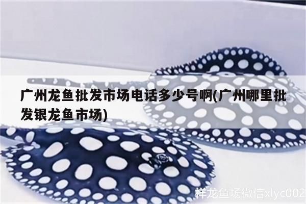 廣州龍魚批發(fā)市場電話多少號啊(廣州哪里批發(fā)銀龍魚市場)（廣州龍魚批發(fā)市場電話多少號啊） 廣州龍魚批發(fā)市場電話多少號啊(廣州哪里批發(fā)銀龍魚市場)（廣州龍魚批發(fā)市場電話多少號啊） 觀賞魚百科 第1張