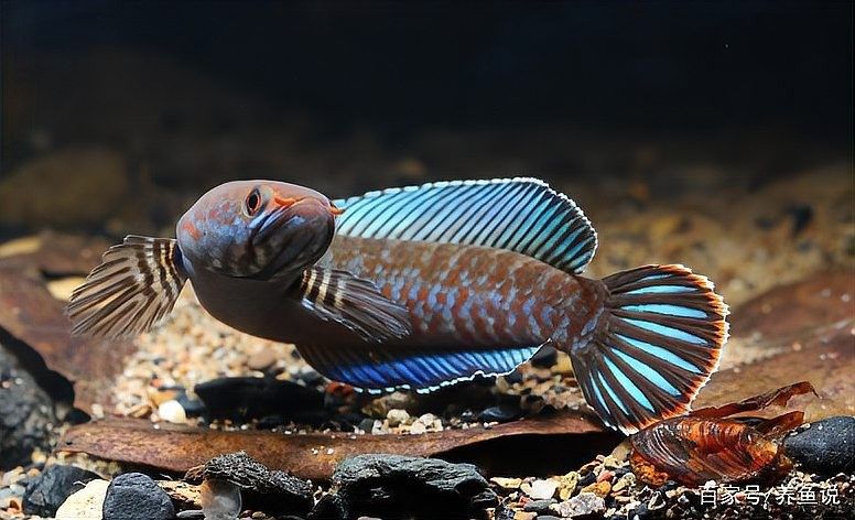雷龍魚開燈發色最佳時間
