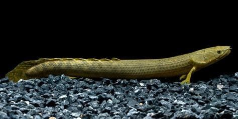 薩伊綠恐龍魚的市場供需情況如何（薩伊綠恐龍魚市場供需情況分析）