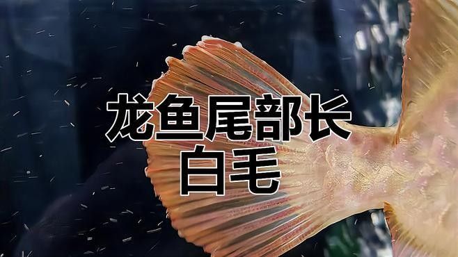 如何預防龍魚真菌感染復發？（如何預防龍魚鱗片充血復發） 如何預防龍魚真菌感染復發？（如何預防龍魚鱗片充血復發） 龍魚百科 第1張