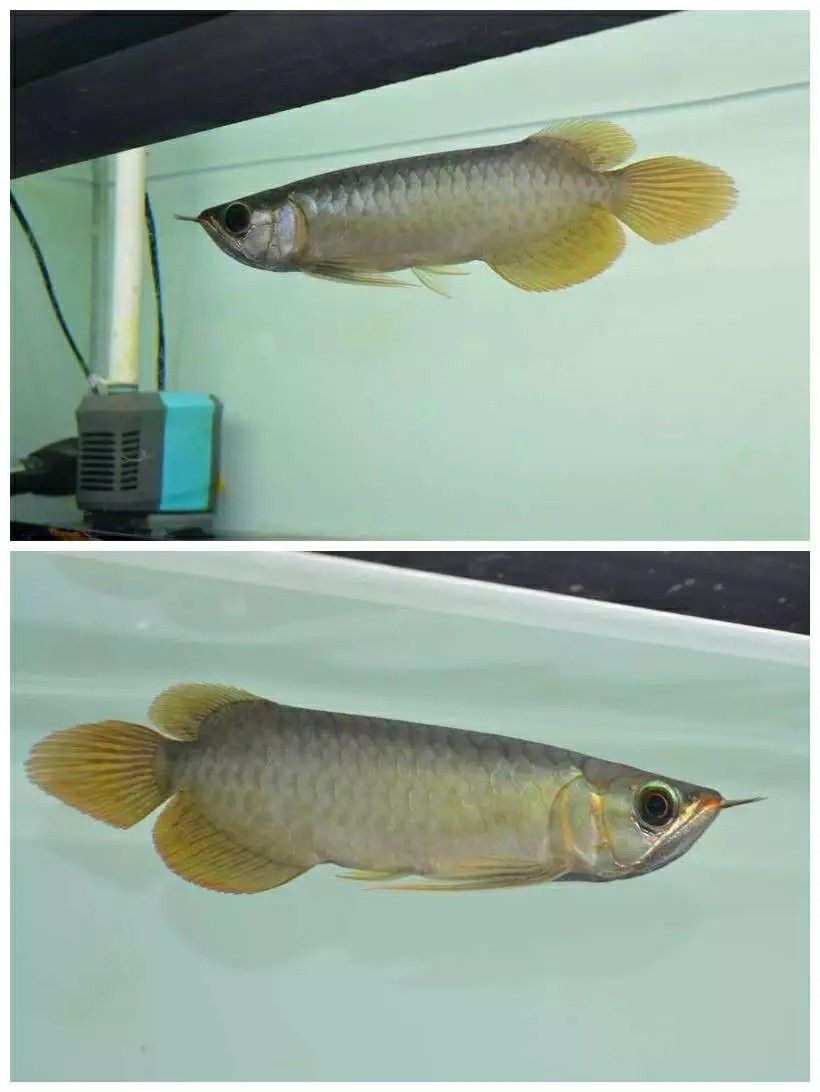 新年愿望+希望能中 新年愿望+希望能中 觀賞魚百科 第2張
