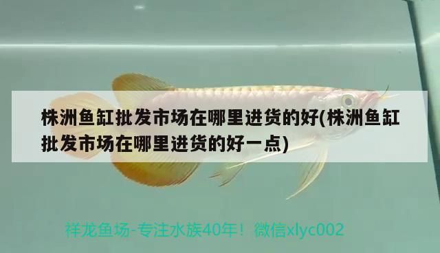 株洲魚缸批發(fā)市場在哪里進貨的好(株洲魚缸批發(fā)市場在哪里進貨的好一點)（株洲魚缸批發(fā)市場在哪里進貨好） 株洲魚缸批發(fā)市場在哪里進貨的好(株洲魚缸批發(fā)市場在哪里進貨的好一點)（株洲魚缸批發(fā)市場在哪里進貨好） 觀賞魚百科 第2張