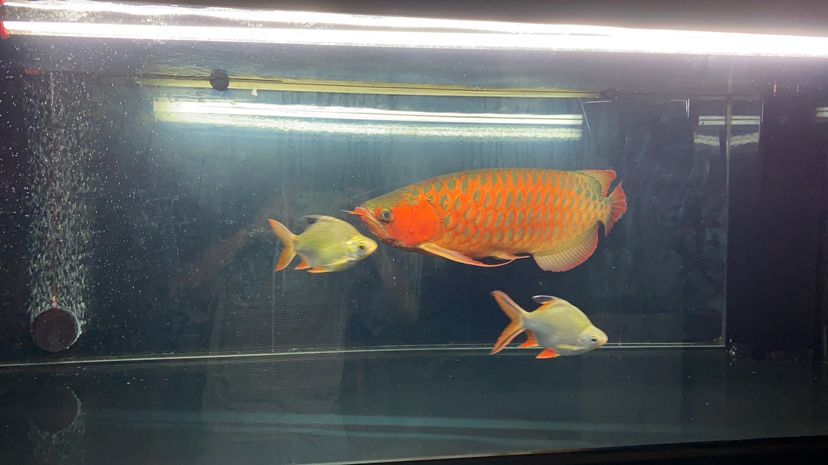 慢慢考慮弄個(gè)魚(yú)房朋友們幫幫忙（如何建立一個(gè)成功的魚(yú)房業(yè)務(wù)）
