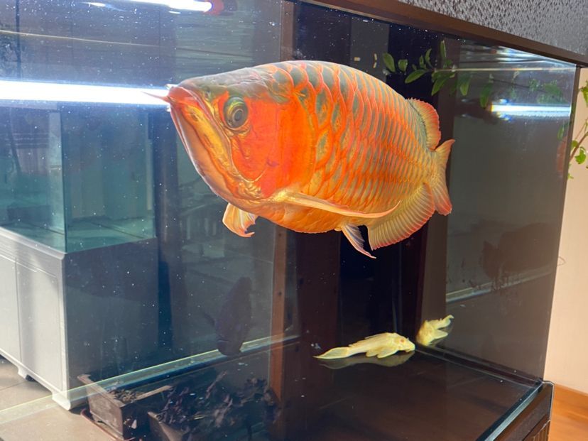 慢慢考慮弄個(gè)魚(yú)房朋友們幫幫忙（如何建立一個(gè)成功的魚(yú)房業(yè)務(wù)）