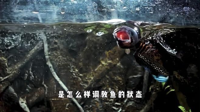如何判斷雷龍魚是否馴服成功（雷龍魚八公愛玩雷龍魚訓練全攻略:適應新環境到追食技巧）
