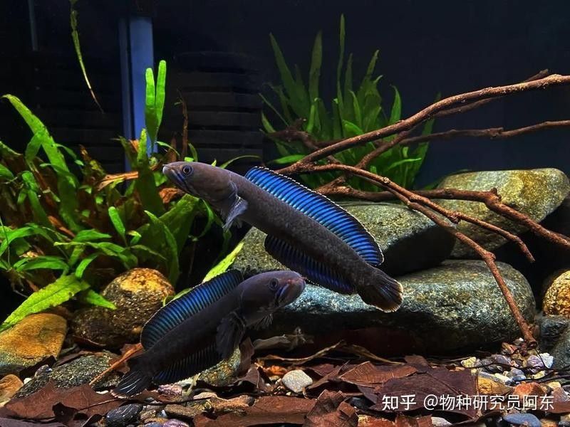 如何判斷雷龍魚是否馴服成功（雷龍魚八公愛玩雷龍魚訓練全攻略:適應新環境到追食技巧）
