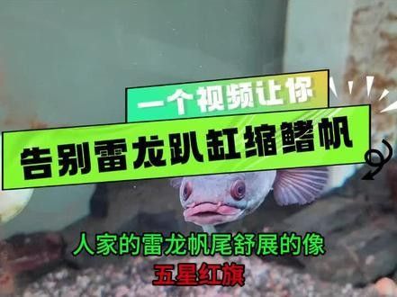如何判斷雷龍魚是否馴服成功（雷龍魚八公愛玩雷龍魚訓練全攻略:適應新環境到追食技巧）