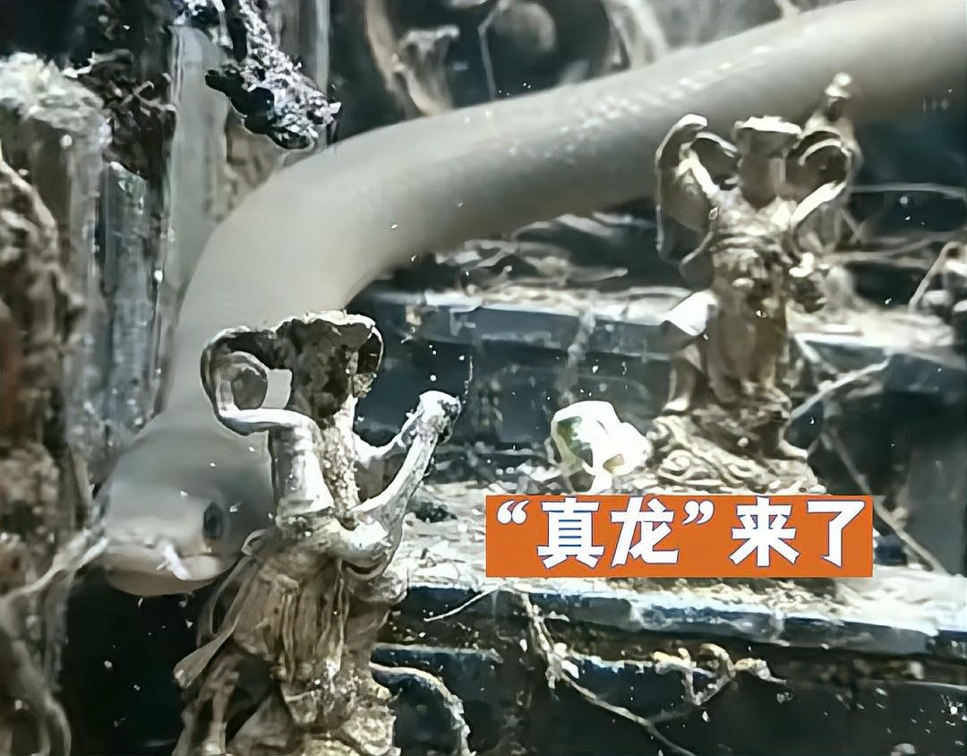 草繩恐龍魚適合混養(yǎng)嗎（草繩恐龍魚混養(yǎng)的注意事項）