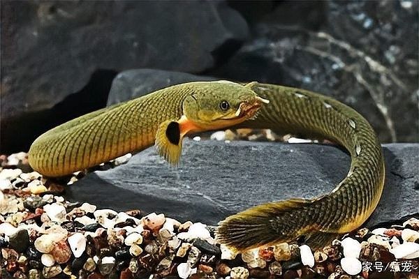 草繩恐龍魚適合混養(yǎng)嗎（草繩恐龍魚混養(yǎng)的注意事項）