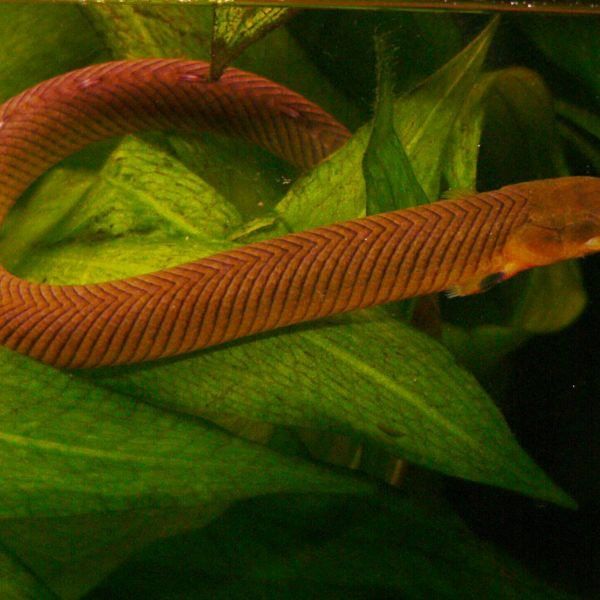 草繩恐龍魚適合混養(yǎng)嗎（草繩恐龍魚混養(yǎng)的注意事項(xiàng)）