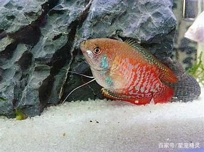 大型觀賞魚混養(yǎng)搭配方案（大型觀賞魚混養(yǎng)的注意事項）