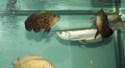 大型觀賞魚混養(yǎng)搭配方案（大型觀賞魚混養(yǎng)的注意事項）