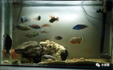 大型觀賞魚混養搭配方案（大型觀賞魚混養的注意事項）