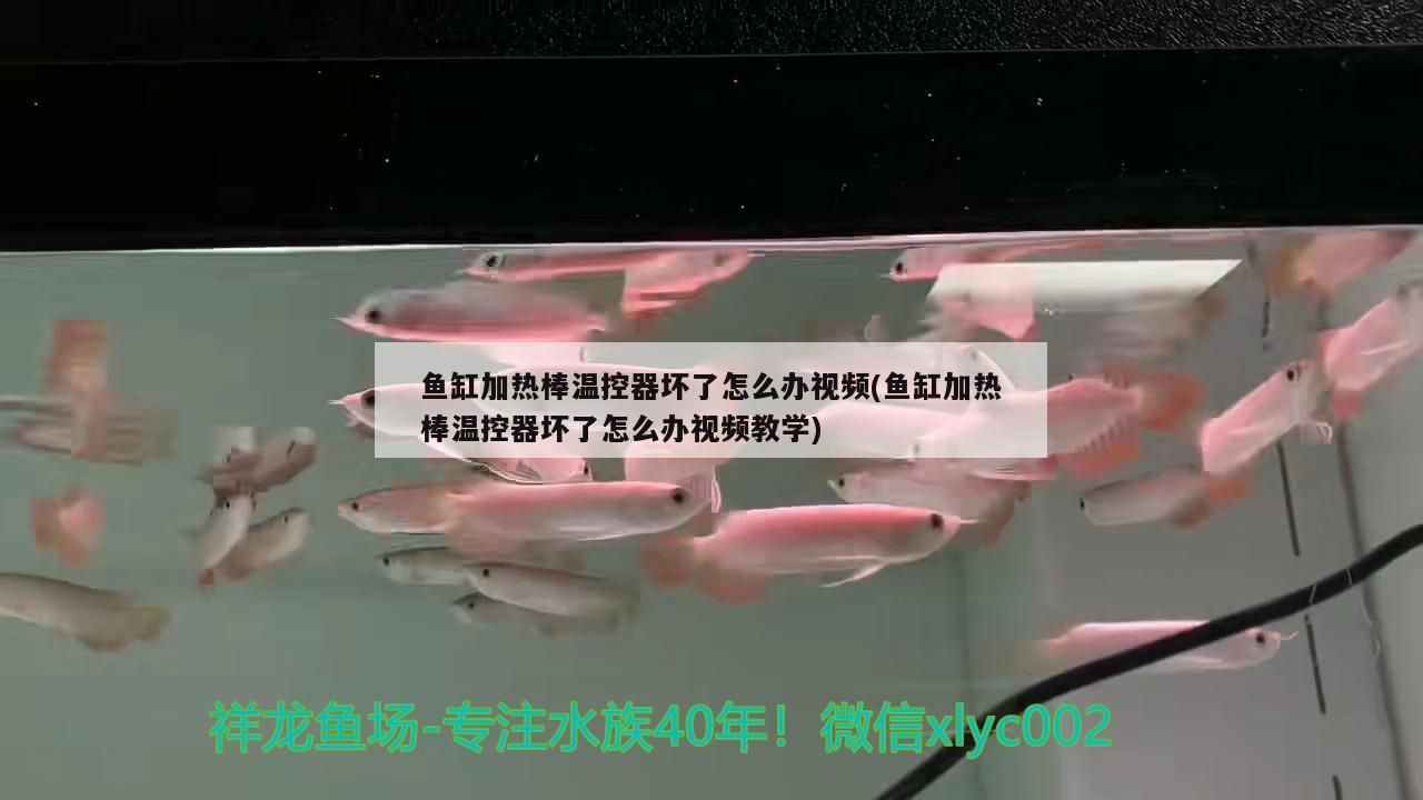 魚缸加熱棒溫控器壞了怎么辦視頻(魚缸加熱棒溫控器壞了怎么辦視頻教學)（魚缸加熱棒溫控器壞了怎么辦）