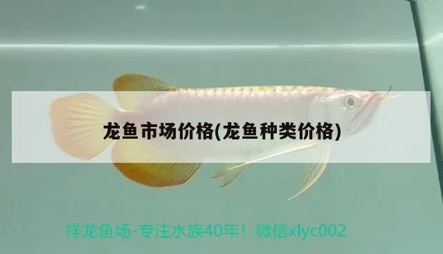 龍魚市場價格(龍魚種類價格)