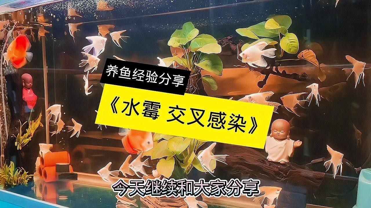 混養中常見的病害有哪些（養中常見的病害主要包括以下幾種，養中常見的病害包括以下幾種）