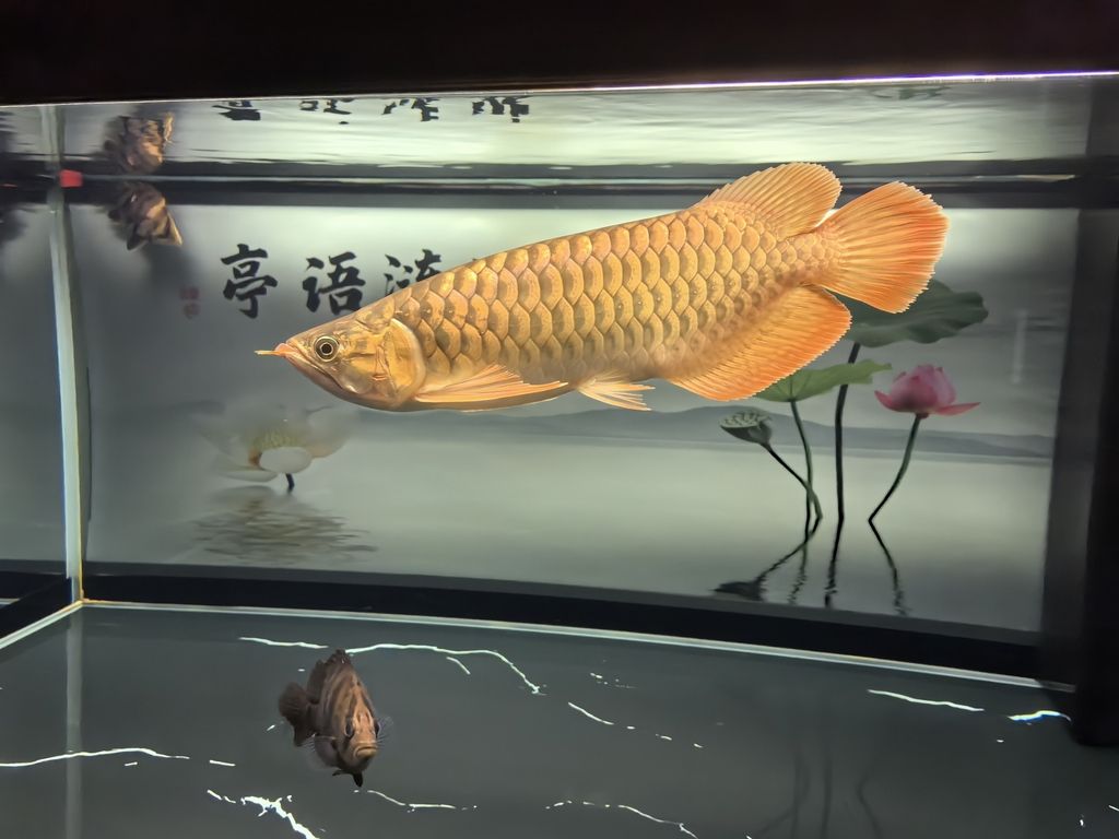 堅持愛好（堅持愛好對于個人成長和發展同樣重要）