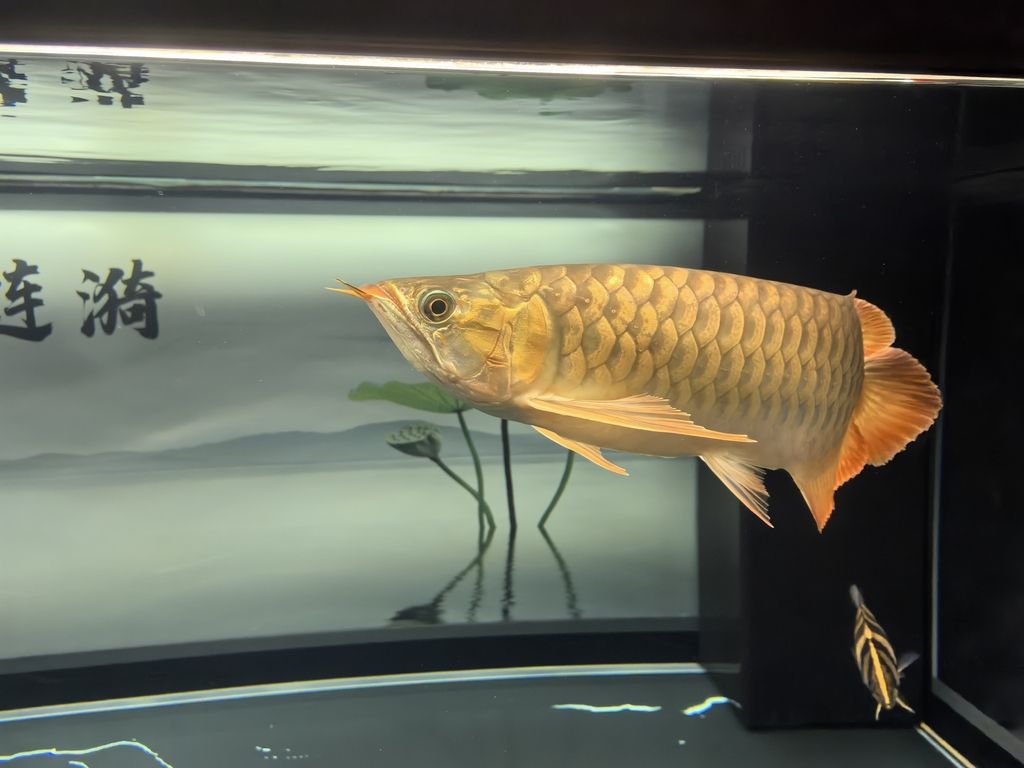 堅持愛好（堅持愛好對于個人成長和發展同樣重要）