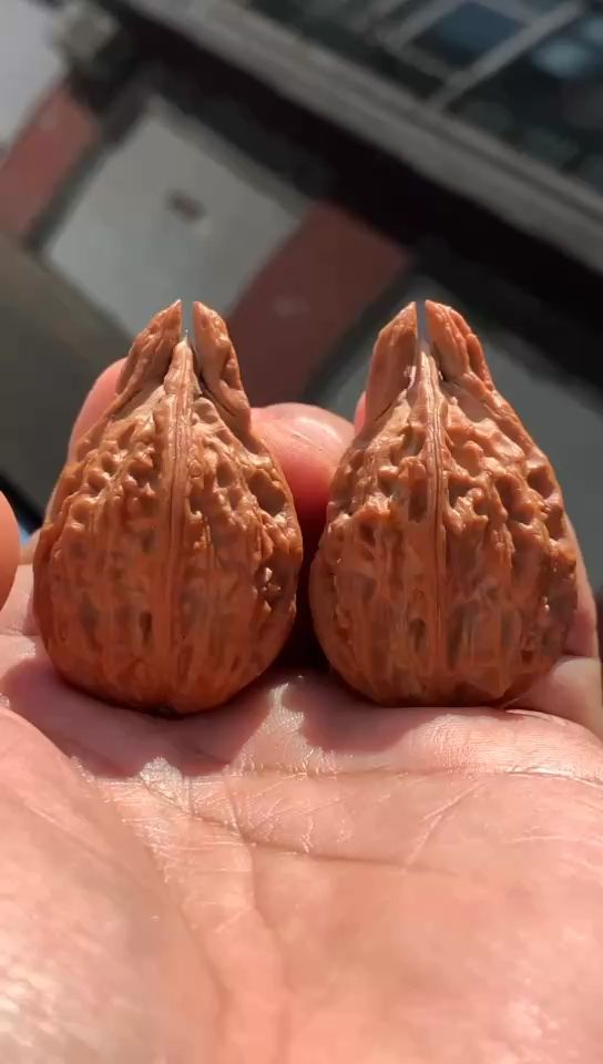 東北野生秋子，帝王蟹（東北野生秋子和帝王蟹）