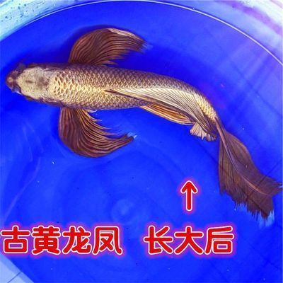 金龍魚(yú)印尼和馬來(lái)西亞哪個(gè)好養(yǎng)（金龍魚(yú)印尼和馬來(lái)西亞的養(yǎng)護(hù)方式相似，兩者都適合在溫暖、濕潤(rùn)的環(huán)境中生活）