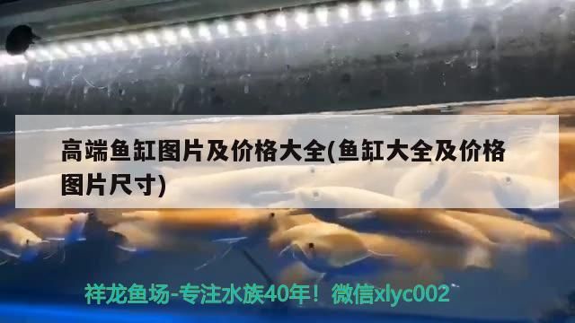 金龍魚(yú)的基本知識(shí)，如何辨別金龍魚(yú)的好壞