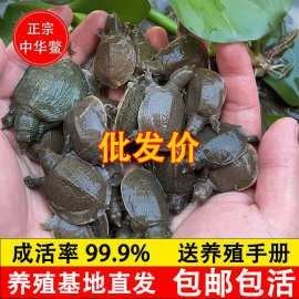 東方水產(chǎn)是否提供龍魚魚苗？