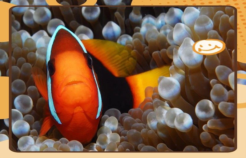 火龍魚繁殖期一般是什么時候？（火龍魚怎么繁殖起航）