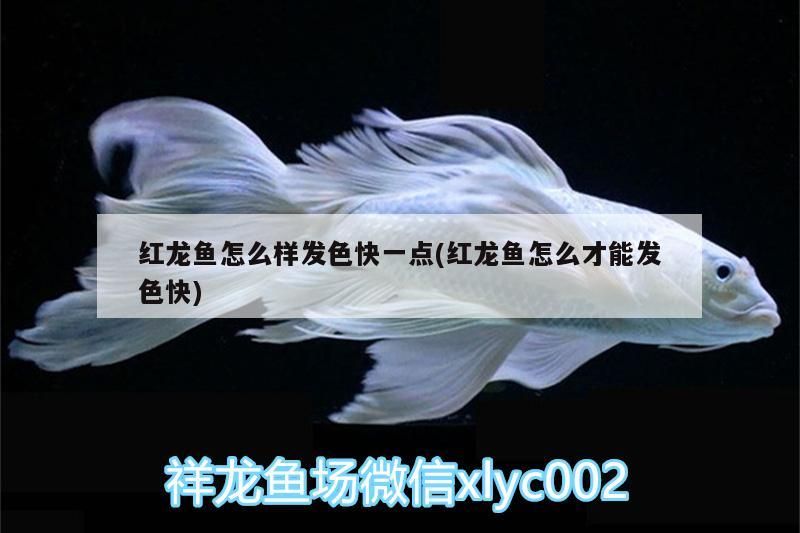 紅龍魚怎么樣發色快一點(紅龍魚怎么才能發色快)（紅龍魚發色快一點的知識，紅龍魚怎么發色快一點的知識）
