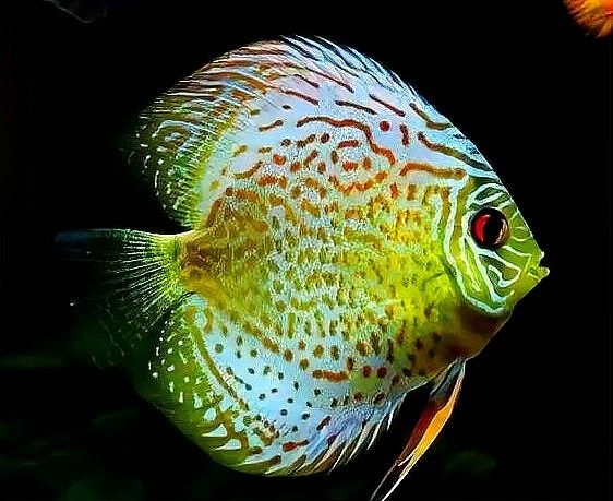 金龍魚和菠蘿魚混養(yǎng)需要什么水質(zhì)？（金龍魚和菠蘿魚混養(yǎng)需要特定的水質(zhì)條件以確保兩者都能健康生長(zhǎng)）