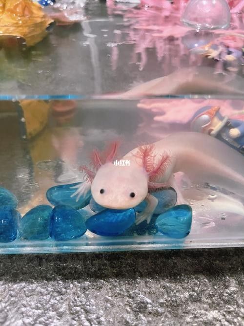 恐龍魚幼崽的飼養(yǎng)難度大嗎
