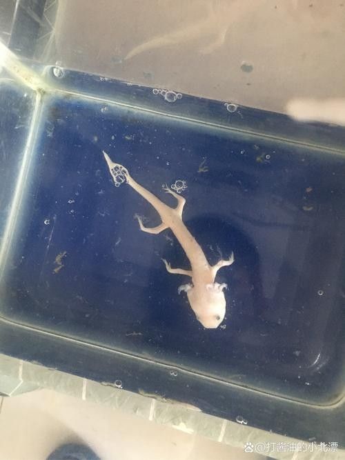 恐龍魚幼崽的飼養(yǎng)難度大嗎