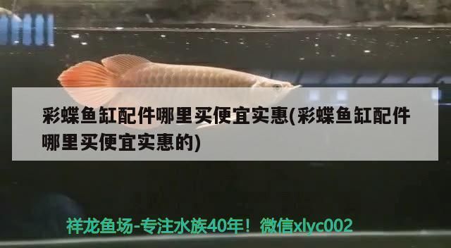 非洲黑龍魚能長多大(黑眼恐龍魚能長多大)（非洲黑眼恐龍魚能長多大和黑眼恐龍魚能長多大的知識）